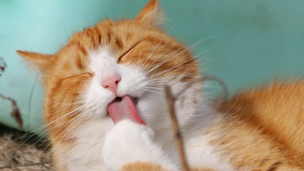 Gatos: 10 incríveis fatos científicos