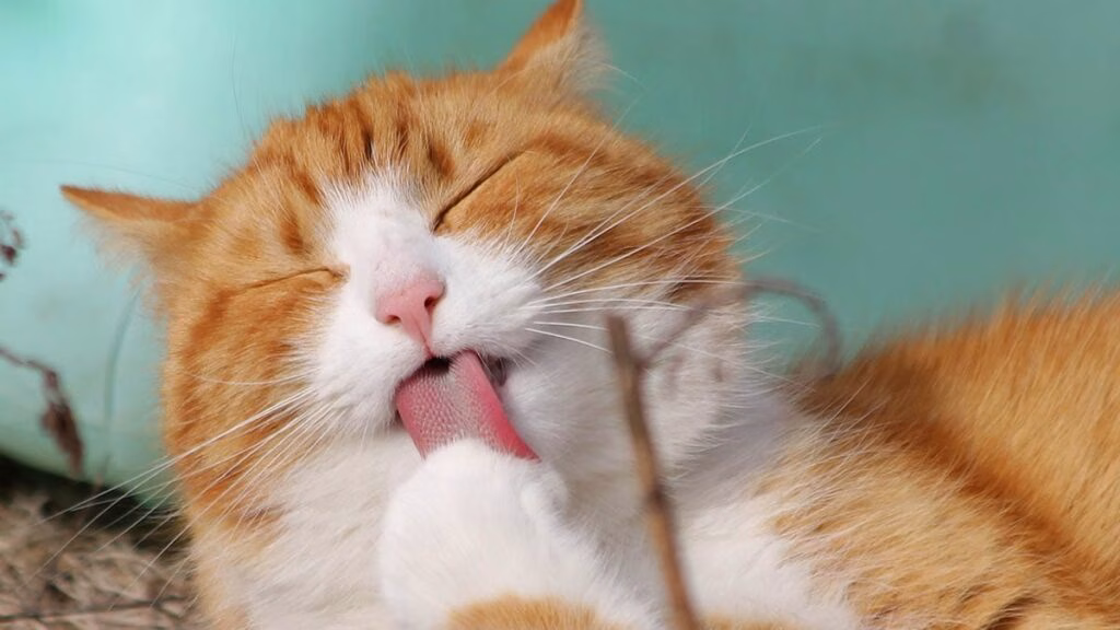 Gatos: 10 incríveis fatos científicos