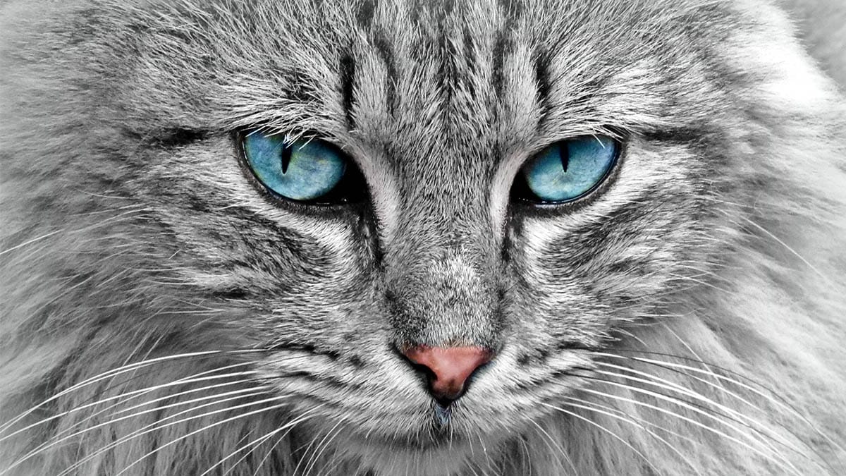 Gatos: 10 incríveis fatos científicos