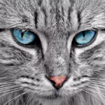 Gatos: 10 incríveis fatos científicos