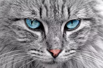 Gatos: 10 incríveis fatos científicos