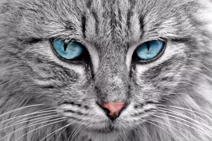 Gatos: 10 incríveis fatos científicos