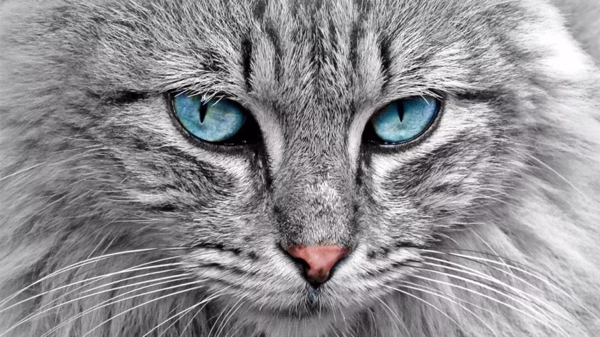 Gatos: 10 incríveis fatos científicos