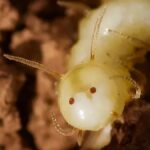 Larva de mosca finge rosto para enganar cupins
