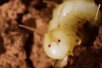 Larva de mosca finge rosto para enganar cupins