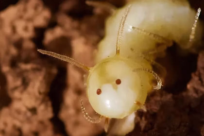 Larva de mosca finge rosto para enganar cupins