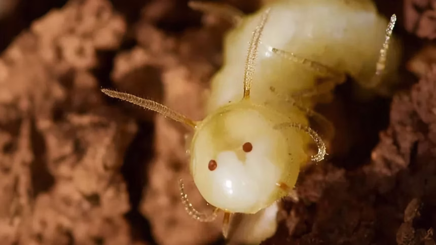 Larva de mosca finge rosto para enganar cupins