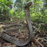 As 5 cobras venenosas do mundo
