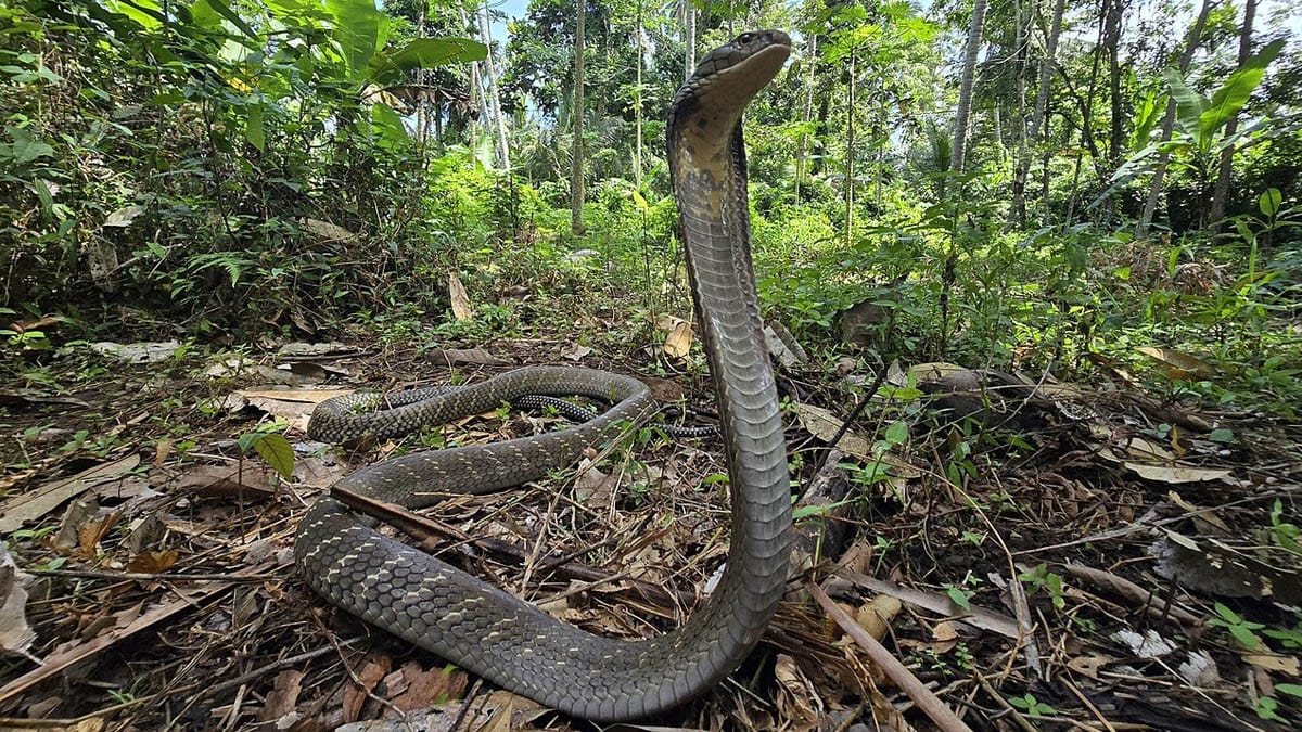 As 5 cobras venenosas do mundo