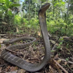 As 5 cobras venenosas do mundo