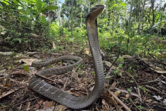 As 5 cobras venenosas do mundo
