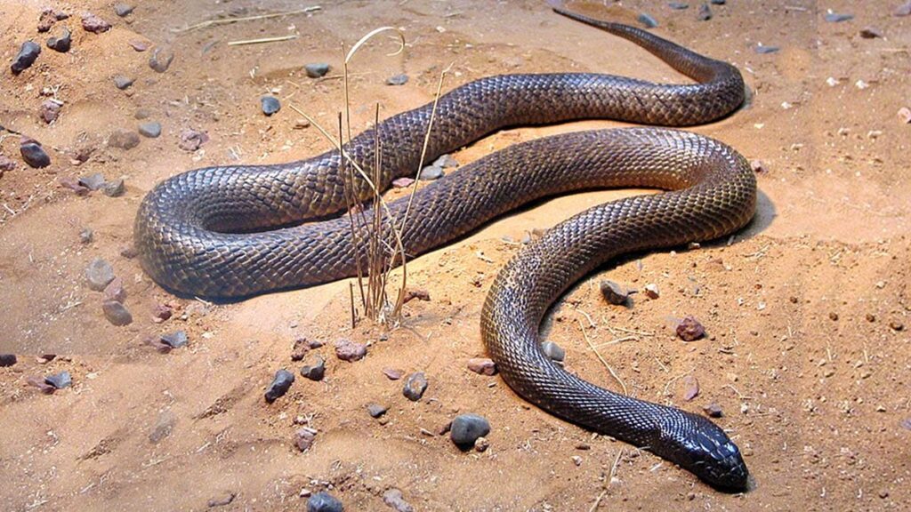 Taipan Interior (Oxyuranus microlepidotus)
