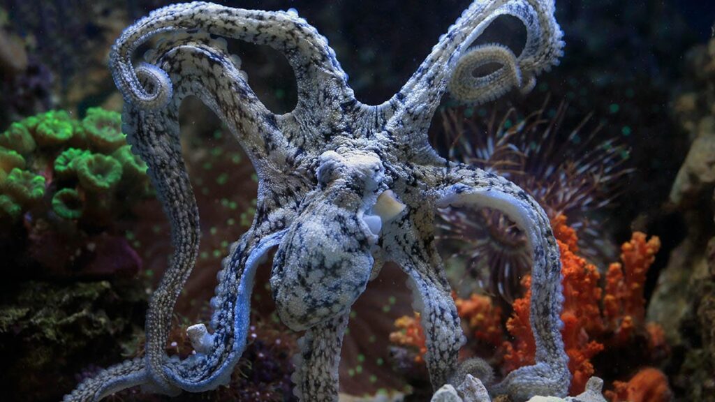 Como o polvo muda de cor e forma?