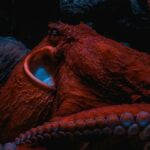 Como o polvo muda de cor e forma?