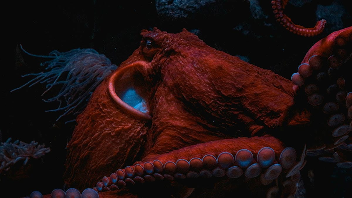 Como o polvo muda de cor e forma?