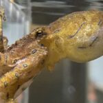 Polvo envenena parceira para evitar ser devorado