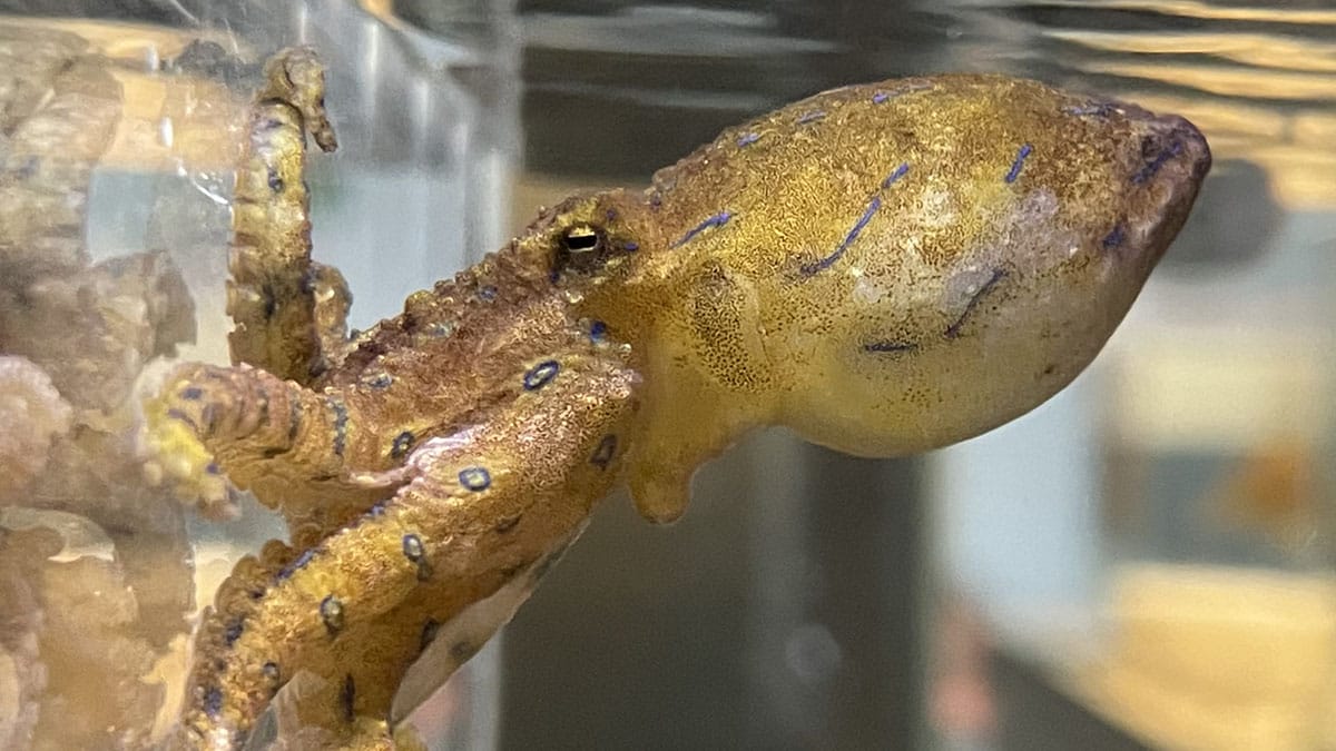 Polvo envenena parceira para evitar ser devorado