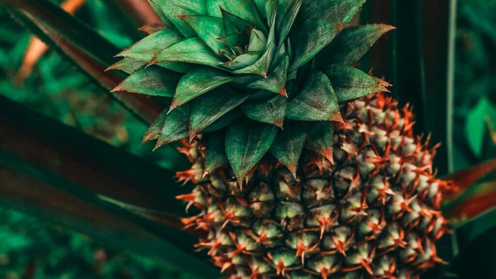 Origem e história do abacaxi