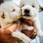 Colossal recria lobo terrível extinto há 12 mil anos