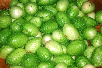 Os benefícios do maxixe
