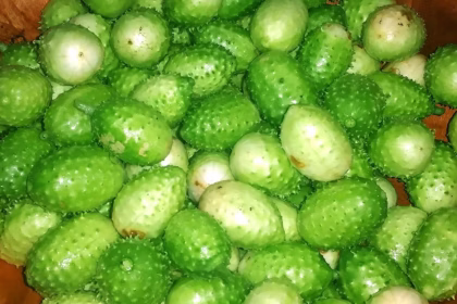 Os benefícios do maxixe