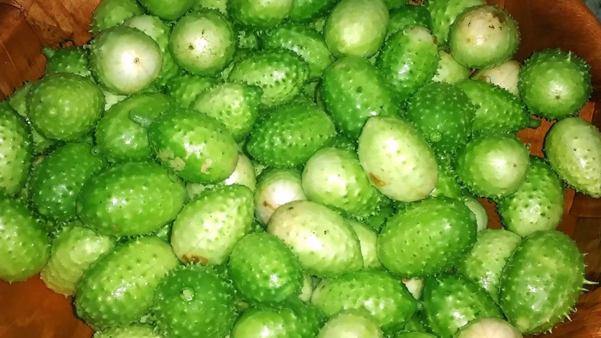 Os benefícios do maxixe