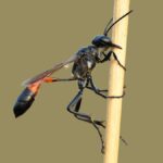 A memória das vespas escavadoras