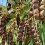 Conheça os benefícios do feijão guandu