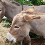 Pule: conheça o queijo de jumenta