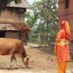 Por que os hindus veneram vacas como sagradas?
