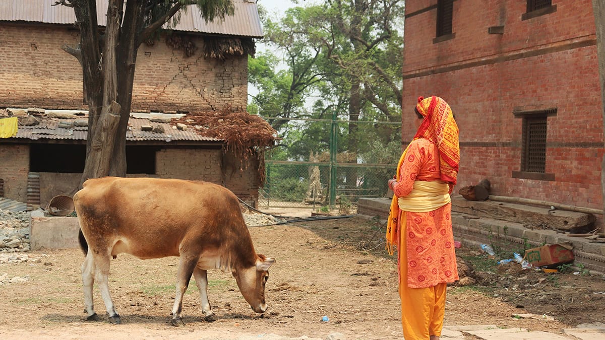Por que os hindus veneram vacas como sagradas?
