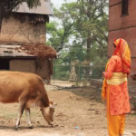 Por que os hindus veneram vacas como sagradas?