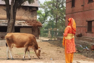 Por que os hindus veneram vacas como sagradas?