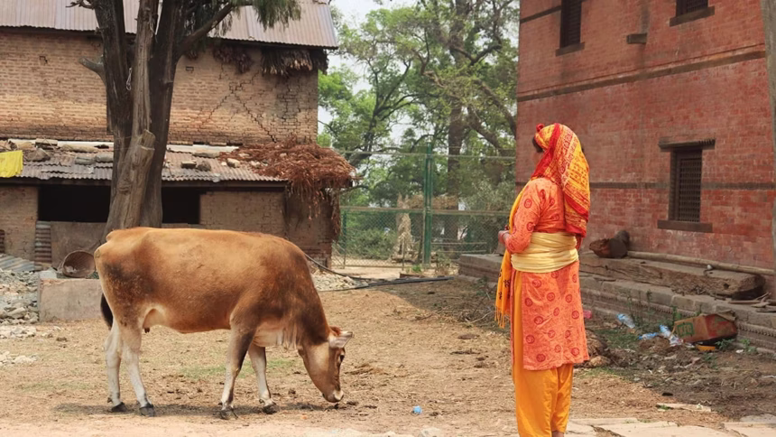 Por que os hindus veneram vacas como sagradas?