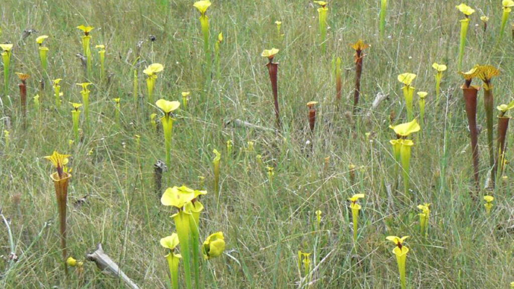 Plantas carnívoras e sua voracidade