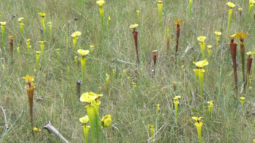 Plantas carnívoras e sua voracidade
