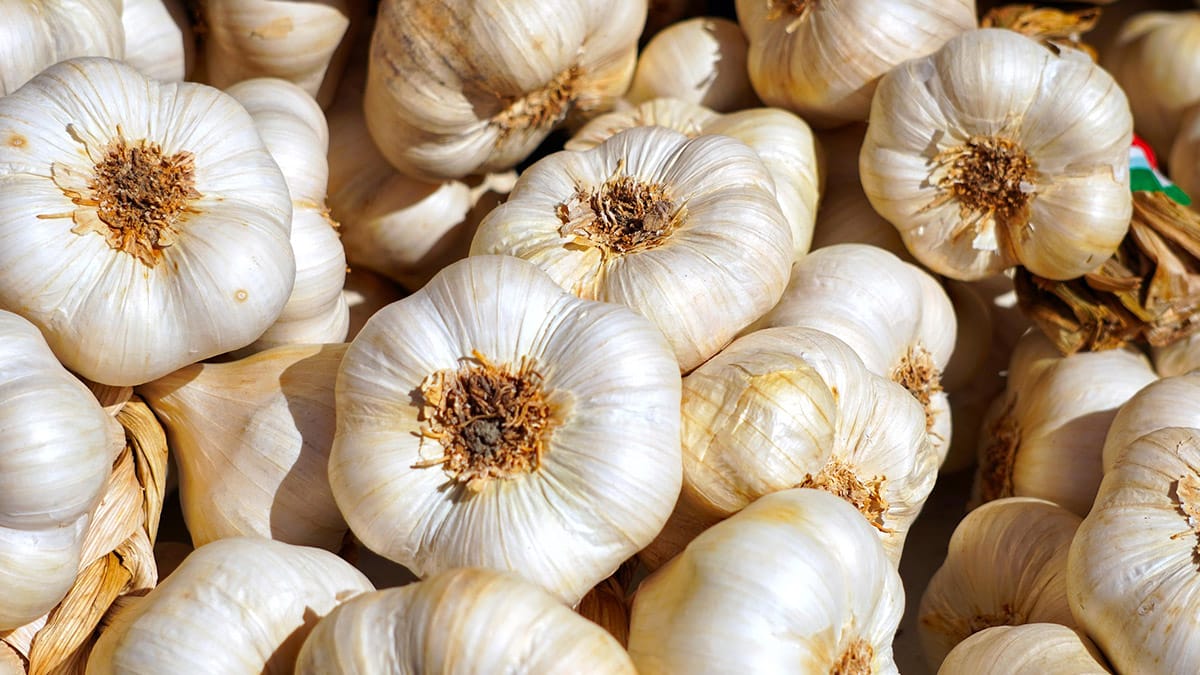 O poder antibiótico do alho