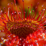 A pequena Drosera pulchella
