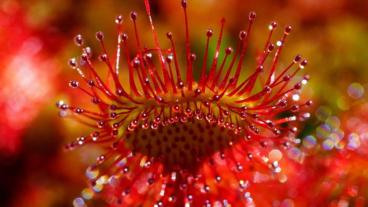 A pequena Drosera pulchella