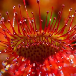 A pequena Drosera pulchella