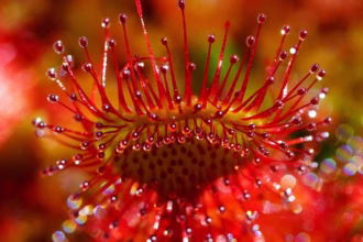 A pequena Drosera pulchella