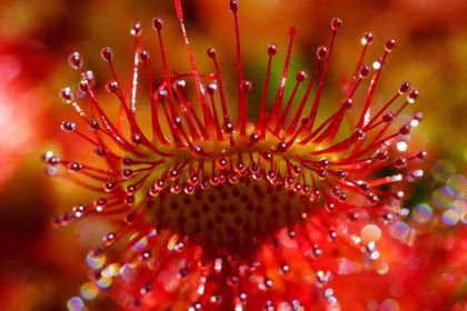 A pequena Drosera pulchella