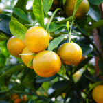 Frutas do Brasil que vieram de fora