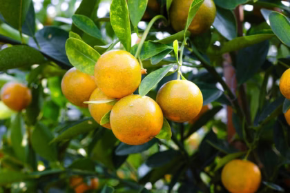 Frutas do Brasil que vieram de fora