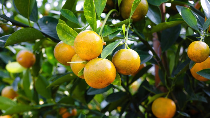 Frutas do Brasil que vieram de fora