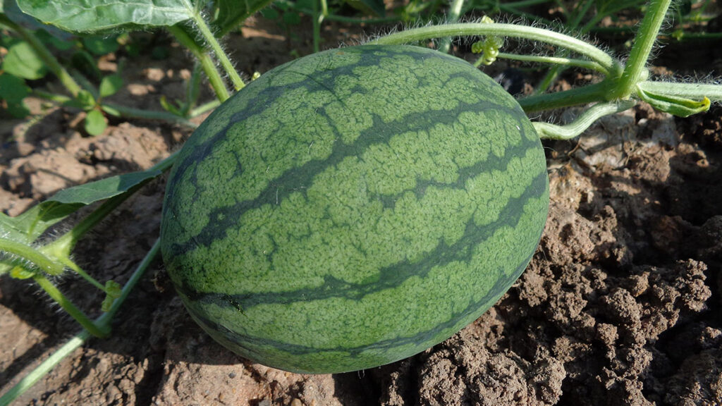 O Brasil é conhecido mundialmente por sua grande diversidade de frutas tropicais, muitas das quais são nativas, como o açaí, o caju e a jabuticaba. 