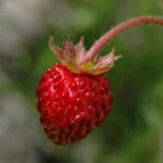 Conheça a origem do morango