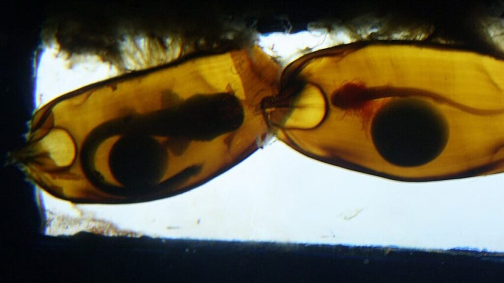 Os maiores ovos de peixes da natureza