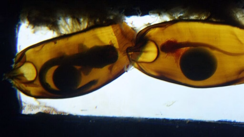 Os maiores ovos de peixes da natureza