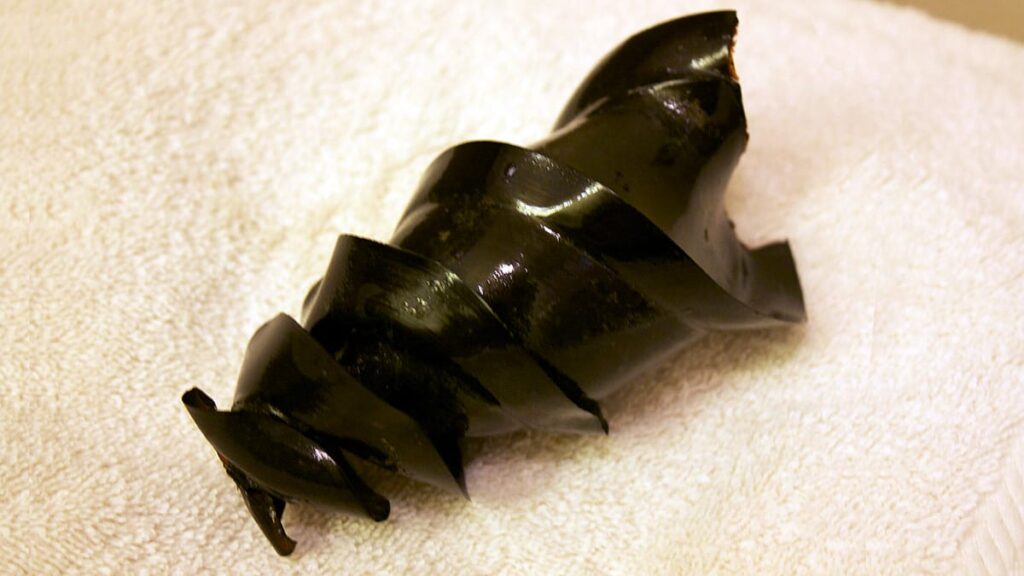 Os maiores ovos de peixes da natureza